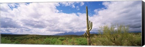 Framed Cactus in a desert, Saguaro National Monument, Tucson, Arizona, USA Print