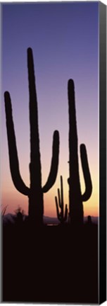 Framed Saguaro cacti, Saguaro National Park, Tucson, Arizona, USA Print