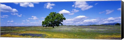 Framed Single Tree In Field Of Wildflowers, Table Mountain, Oroville, California, USA Print