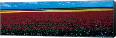 Framed Tulip field near Spalding Lincolnshire England Print