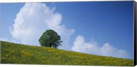 Framed Green Hill w/ flowers &amp; tree Canton Zug Switzerland Print