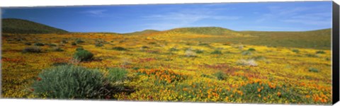 Framed View Of Blossoms In A Poppy Reserve, Antelope Valley, Mojave Desert, California, USA Print