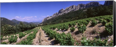 Framed France, Provence, Dentelles de Montmiral, Vineyard on the mountain Print