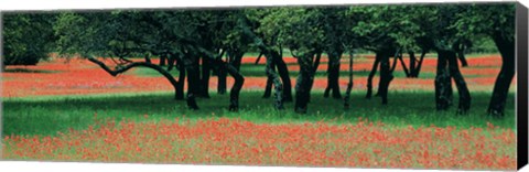 Framed Indian Paintbrushes And Scattered Oaks, Texas Hill Co, Texas, USA Print