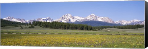 Framed Flowers in a field with a mountain in the background, Sawtooth Mountains, Sawtooth National Recreation Area, Stanley, Idaho, USA Print