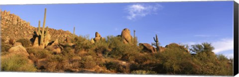 Framed Saguaro Cactus, Sonoran Desert, Arizona, United States Print