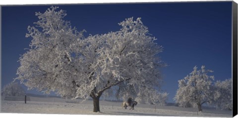 Framed Two people horseback riding through cherry trees on a snow covered landscape, Aargau, Switzerland Print