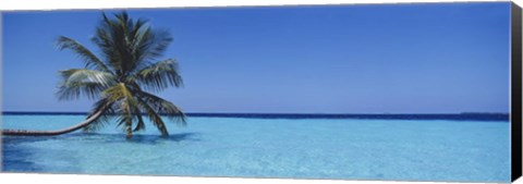 Framed Palm tree in the sea, Maldives Print