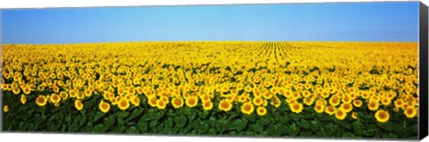 Framed Sunflower Field, North Dakota, USA Print