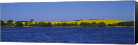 Framed Lake in front of a rape field, Holstein, Schleswig-Holstein, Germany Print