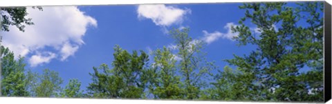 Framed Low angle view of trees Print