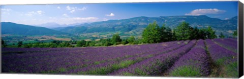 Framed Lavender Fields, La Drome Provence, France Print