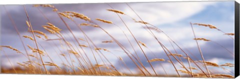 Framed Wheat Stalks Blowing, Crops, Field, Open Space Print