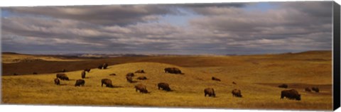 Framed High angle view of buffaloes grazing on a landscape, North Dakota, USA Print