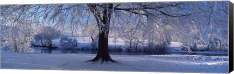 Framed Winter Trees Perkshire Scotland Print