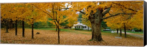 Framed Autumn, Muskoka, Canada Print