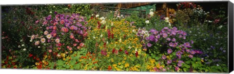 Framed Close-up of flowers, Muren, Switzerland Print