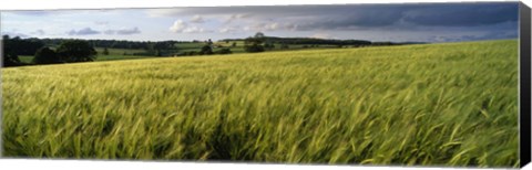 Framed Barley Field, Wales, United Kingdom Print