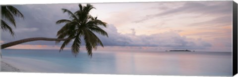 Framed Palm tree, Indian Ocean Maldives Print