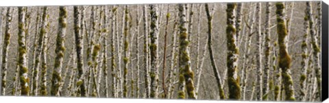 Framed Trees in the forest, Red Alder Tree, Olympic National Park, Washington State, USA Print