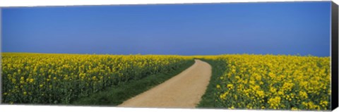 Framed Dirt road running through an oilseed rape field, Germany Print