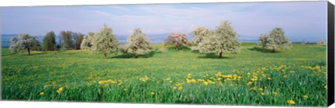 Framed Peartrees Fields Aargau Switzerland Print