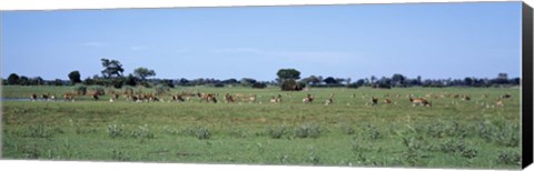 Framed Red Lechwee Moremi Game Reserve Botswana Africa Print