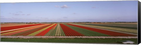 Framed High Angle View Of Cultivated Flowers On A Field, Holland Print