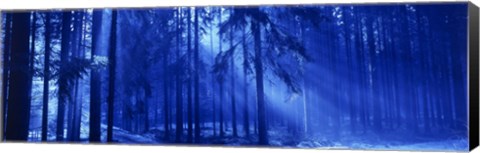 Framed Trees Titisee Germany Print