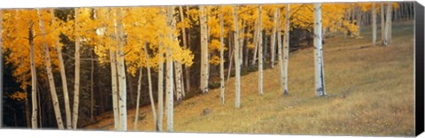 Framed Aspen trees in a field, Ouray County, Colorado, USA Print