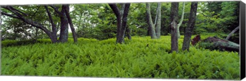 Framed Trees in a forest, North Carolina, USA Print