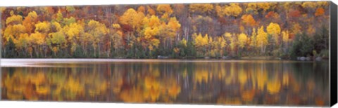 Framed Fall Trees in Laurentide, Quebec, Canada Print