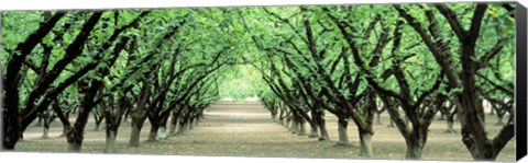 Framed Hazel Nut Orchard, Dayton, Oregon, USA Print