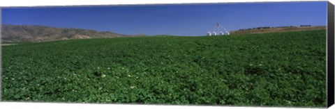 Framed USA, Idaho, Burley, Potato field surrounded by mountains Print