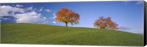 Framed Cherry Trees On A Hill, Cantone Zug, Switzerland Print