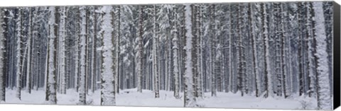 Framed Snow covered trees in a forest, Austria Print