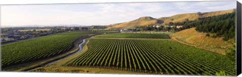 Framed Mission Vineyard, Hawkes Bay North Island, New Zealand Print