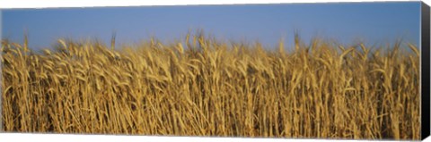 Framed Field Of Wheat, France Print