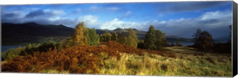 Framed Trees in a field, Loch Tay, Scotland Print