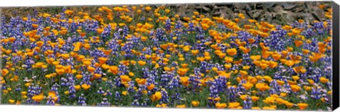 Framed California Golden Poppies (Eschscholzia californica) and Bush Lupines (Lupinus albifrons), Table Mountain, California, USA Print