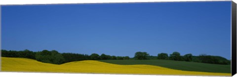 Framed Trees on a rape field, Germany Print