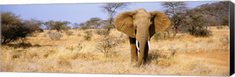 Framed Elephant, Somburu, Kenya, Africa Print