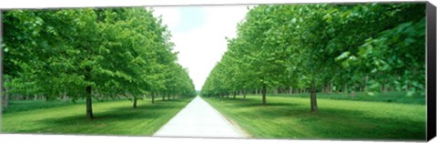 Framed Avenue at Chateau de Modave Ardennes Belgium Print