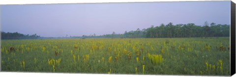 Framed Yellow Trumpet Pitcher Plants In A Field, Apalachicola National Forest, Florida, USA Print