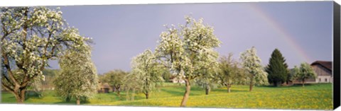 Framed Pear trees in a field (Pyrus communis), Aargau, Switzerland Print