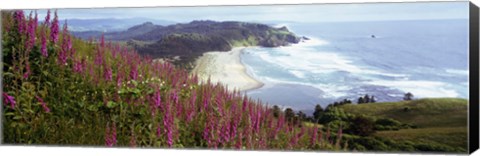 Framed Foxgloves At Cascade Head, Tillamook County, Oregon, USA Print