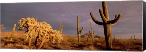 Framed Low angle view of Saguaro cacti on a landscape, Organ Pipe Cactus National Monument, Arizona, USA Print