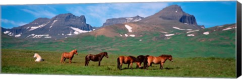 Framed Horses in Borgarfjordur, Iceland Print