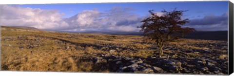 Framed Tree On A Landscape, Limestone, North York Moors, Yorkshire, England, United Kingdom Print