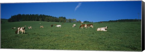 Framed Herd of cows grazing in a field, St. Peter, Black Forest, Germany Print